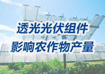 市場潛力巨大！實證研究：透光光伏組件對農作物產量的影響
